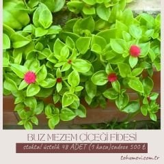Buz mezem çiçeği Fidesi - Mesembryanthemum cordifolium (1 KASA /48 adet fide)