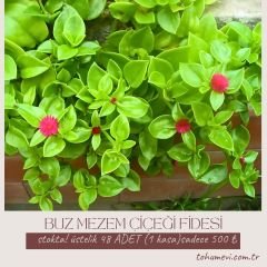 Buz mezem çiçeği Fidesi - Mesembryanthemum cordifolium (1 KASA /48 adet fide)