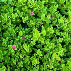 Buz mezem çiçeği Fidesi - Mesembryanthemum cordifolium (1 KASA /48 adet fide)