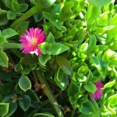 Buz mezem çiçeği Fidesi - Mesembryanthemum cordifolium (1 KASA /48 adet fide)