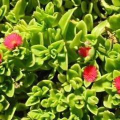 Buz mezem çiçeği Fidesi - Mesembryanthemum cordifolium (1 KASA /48 adet fide)