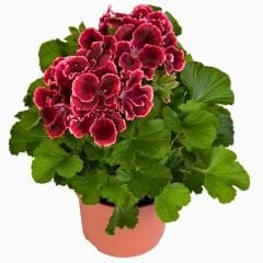 Canan Sardunya - Ceylan gözü Sardunya - Aristo Red Beauty Kırmızı 12 cm saksıda