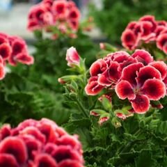 Canan Sardunya - Ceylan gözü Sardunya - Aristo Red Beauty Kırmızı 12 cm saksıda