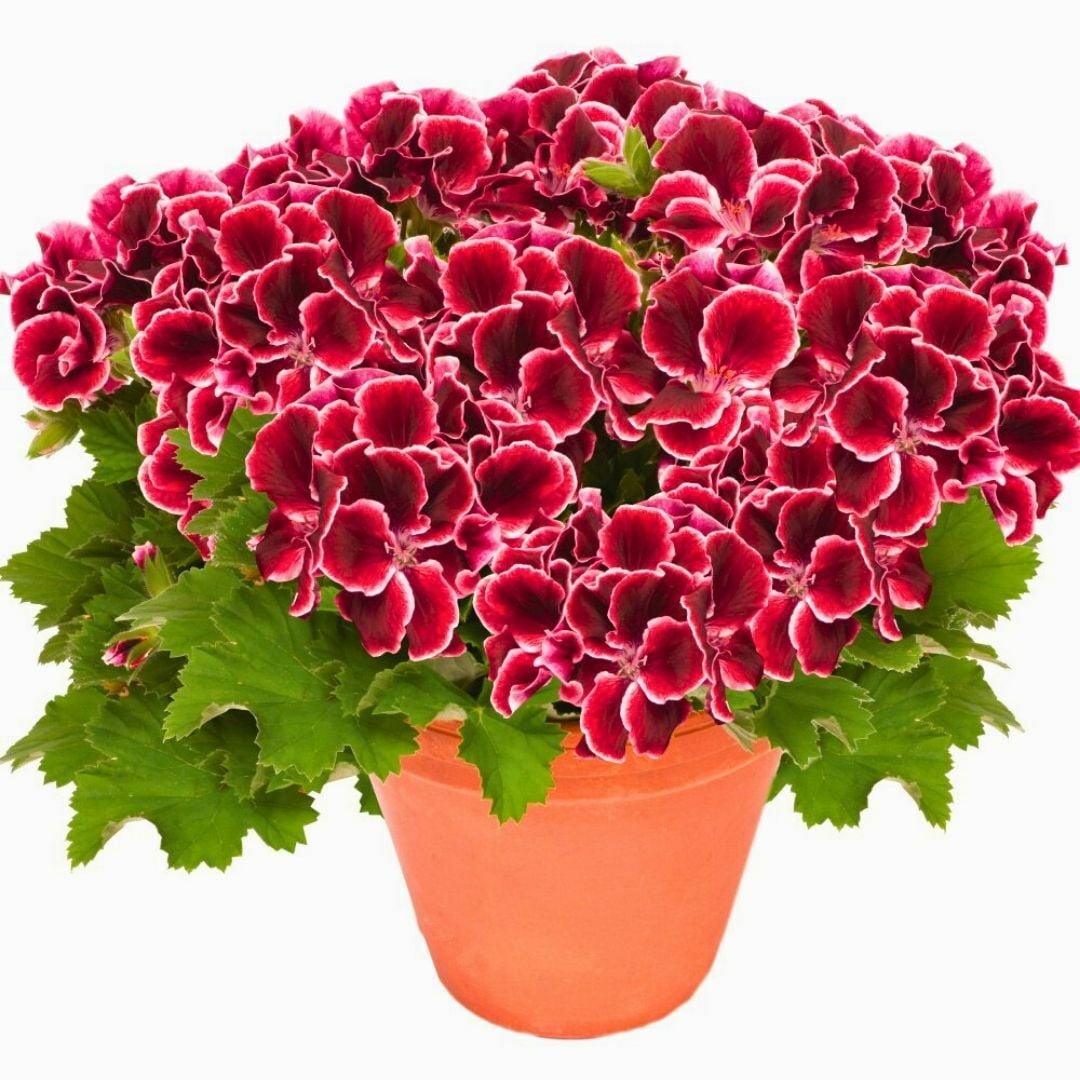 Canan Sardunya - Ceylan gözü Sardunya - Aristo Red Beauty Kırmızı 12 cm saksıda