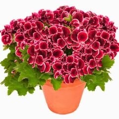 Canan Sardunya - Ceylan gözü Sardunya - Aristo Red Beauty Kırmızı 12 cm saksıda