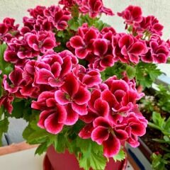 Canan Sardunya - Ceylan gözü Sardunya - Aristo Red Beauty Kırmızı 12 cm saksıda