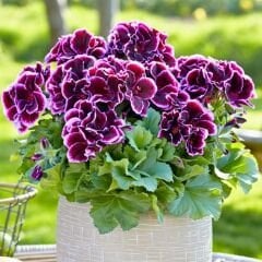 Canan Sardunya - Ceylan gözü Sardunya - Melva mor 12 cm saksıda