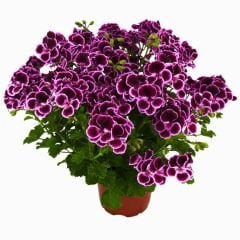 Canan Sardunya - Ceylan gözü Sardunya - Melva mor 12 cm saksıda