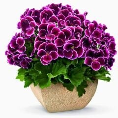 Canan Sardunya - Ceylan gözü Sardunya - Melva mor 12 cm saksıda