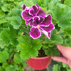 Canan Sardunya - Ceylan gözü Sardunya - Melva mor 12 cm saksıda