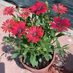 Bodrum Papatyası - Osteospermum