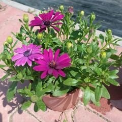 Bodrum Papatyası - Osteospermum