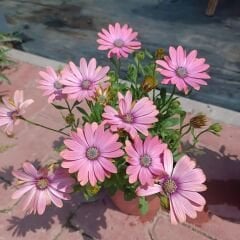 Bodrum Papatyası - Osteospermum