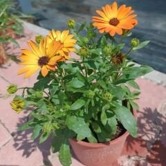 Bodrum Papatyası - Osteospermum