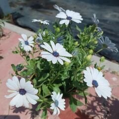 Bodrum Papatyası - Osteospermum