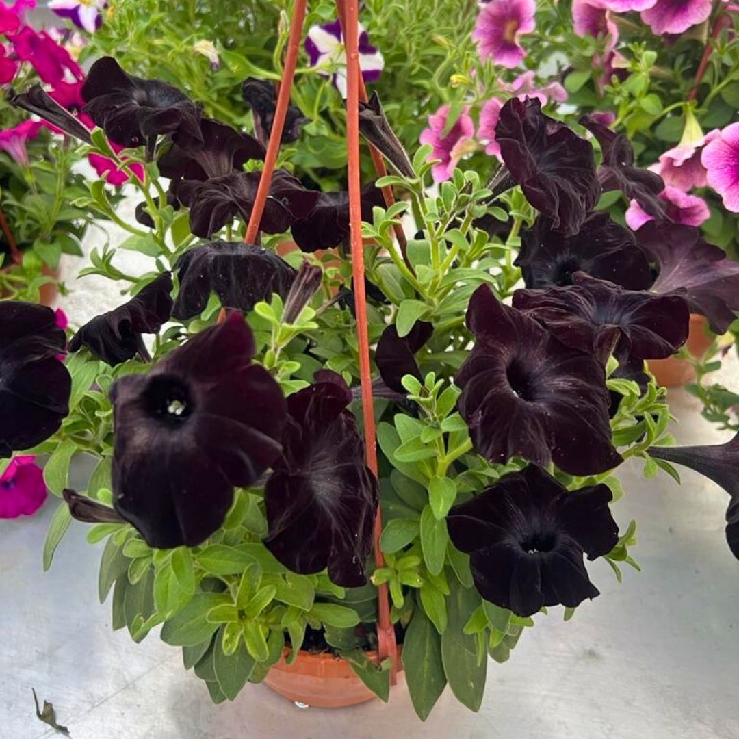 Siyah Yediveren Petunya Askılı Saksıda - Patio Burgundy