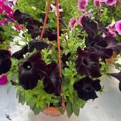 Siyah Yediveren Petunya Askılı Saksıda - Patio Burgundy