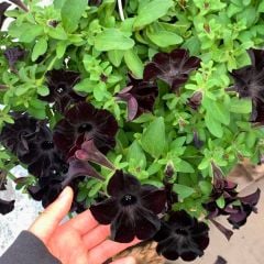 Siyah Yediveren Petunya Askılı Saksıda - Patio Burgundy