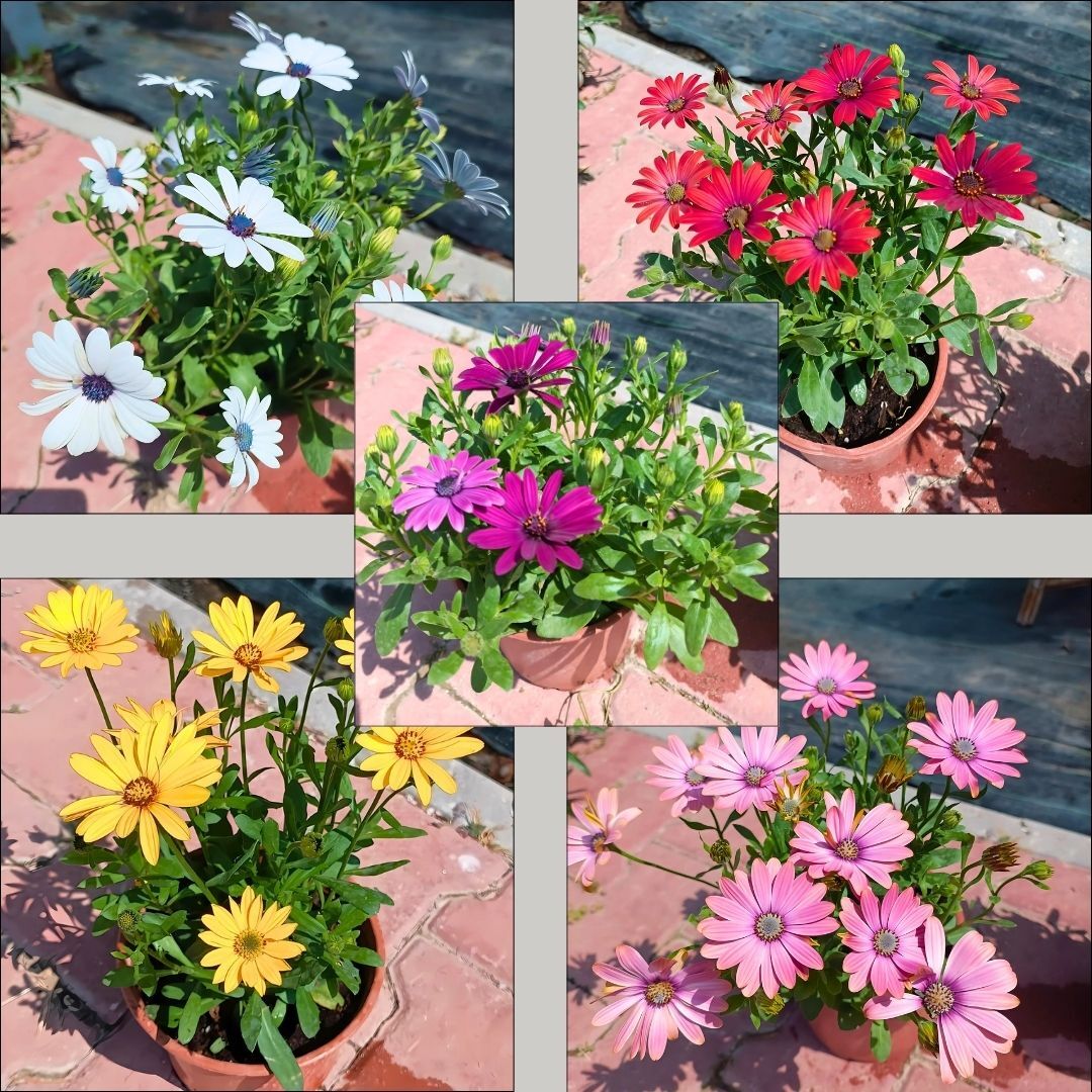 Bodrum Papatyası - Osteospermum