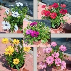 Bodrum Papatyası - Osteospermum