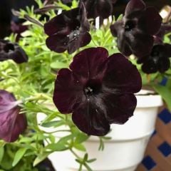 Siyah Yediveren Petunya Askılı Saksıda - Patio Burgundy