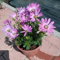 Bodrum Papatyası - Osteospermum