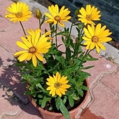 Bodrum Papatyası - Osteospermum