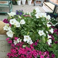 Beyaz Yediveren Petunya Askılı Saksıda - Patio White