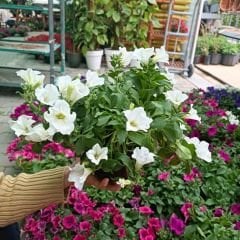 Beyaz Yediveren Petunya Askılı Saksıda - Patio White