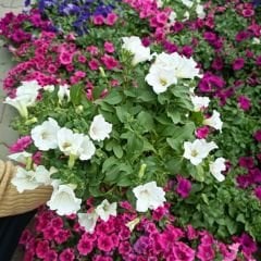 Beyaz Yediveren Petunya Askılı Saksıda - Patio White