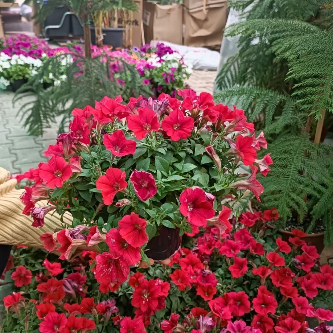Kırmızı Yediveren Petunya Askılı Saksıda - Patio Red Tip