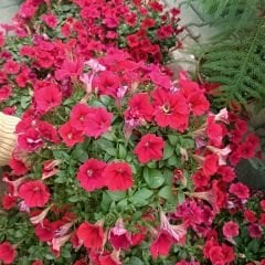 Kırmızı Yediveren Petunya Askılı Saksıda - Patio Red Tip