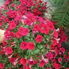 Kırmızı Yediveren Petunya Askılı Saksıda - Patio Red Tip
