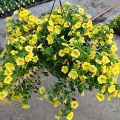 Sarı Yediveren Petunya Askılı Saksıda - Patio Yellow