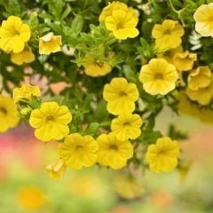 Sarı Yediveren Petunya Askılı Saksıda - Patio Yellow