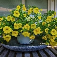 Sarı Yediveren Petunya Askılı Saksıda - Patio Yellow