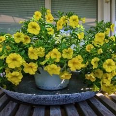 Sarı Yediveren Petunya Askılı Saksıda - Patio Yellow