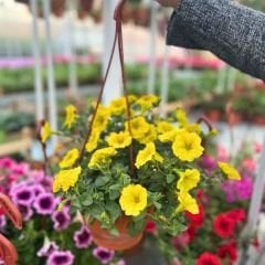 Sarı Yediveren Petunya Askılı Saksıda - Patio Yellow