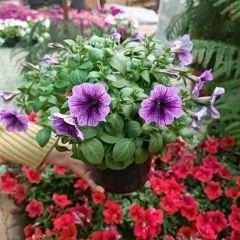 Lila Yediveren Petunya Askılı Saksıda - Pegasus Purple Vein