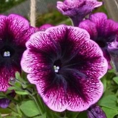 Lila Yediveren Petunya Askılı Saksıda - Pegasus Purple Vein