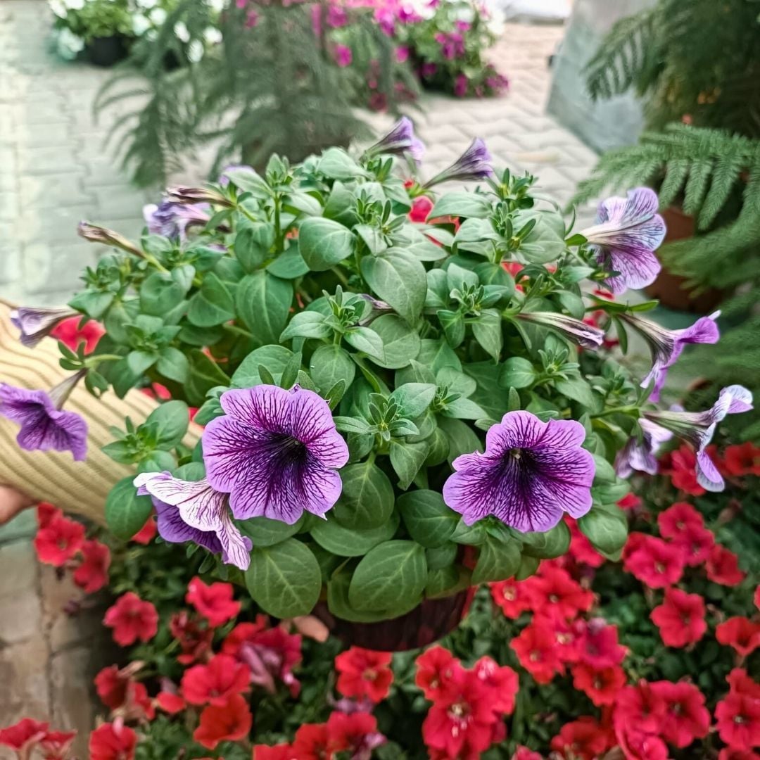 Lila Yediveren Petunya Askılı Saksıda - Pegasus Purple Vein