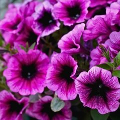 Lila Yediveren Petunya Askılı Saksıda - Pegasus Purple Vein