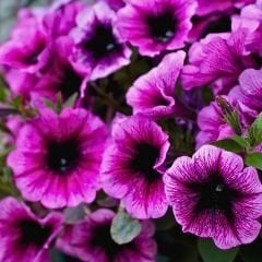 Lila Yediveren Petunya Askılı Saksıda - Pegasus Purple Vein