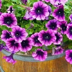 Lila Yediveren Petunya Askılı Saksıda - Pegasus Purple Vein