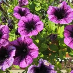 Lila Yediveren Petunya Askılı Saksıda - Pegasus Purple Vein