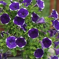 Mor Yıldız Petunya Saksıda - Petunia Stars