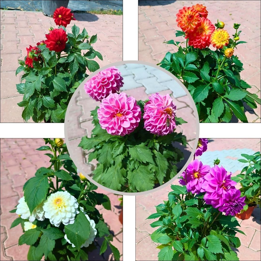 Unvin Melez Yıldızı - Bodur Dahlia Yıldız Çiçeği