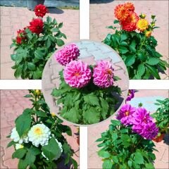 Unvin Melez Yıldızı - Bodur Dahlia Yıldız Çiçeği