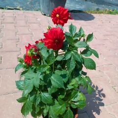 Unvin Melez Yıldızı - Bodur Dahlia Yıldız Çiçeği