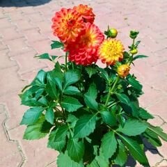 Unvin Melez Yıldızı - Bodur Dahlia Yıldız Çiçeği